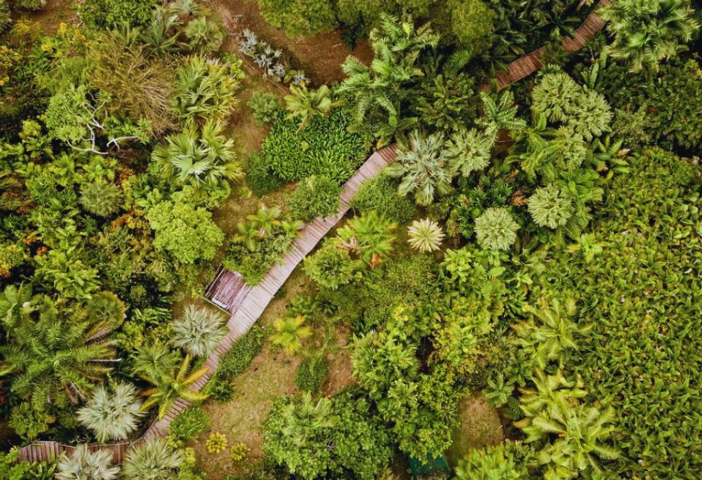 droneview-over-the-walkway_Floral